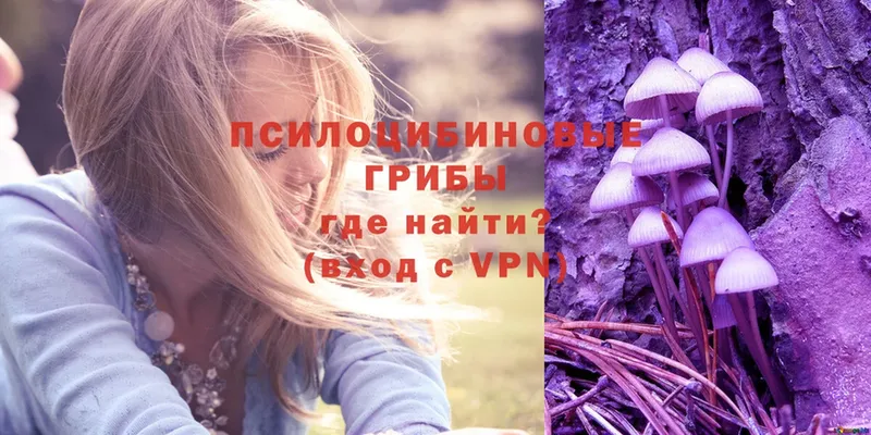 купить  цена  Кинель  Галлюциногенные грибы Psilocybe 